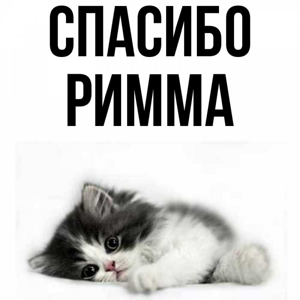 Открытка на каждый день с именем, Римма Спасибо черный и белый кот Прикольная открытка с пожеланием онлайн скачать бесплатно 
