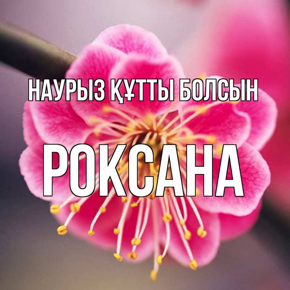 Открытка на каждый день с именем, Роксана Наурыз құтты болсын цветы Прикольная открытка с пожеланием онлайн скачать бесплатно 