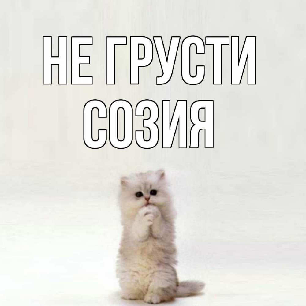 Открытка на каждый день с именем, Созия Не грусти грустный кот Прикольная открытка с пожеланием онлайн скачать бесплатно 