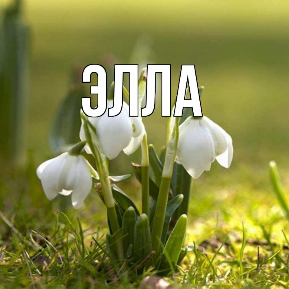 Открытка на каждый день с именем, Элла Главная ранние цветы 2 Прикольная открытка с пожеланием онлайн скачать бесплатно 