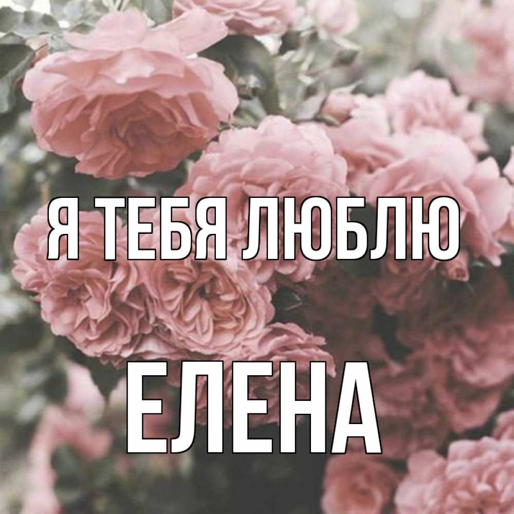 Открытка на каждый день с именем, Елена Я тебя люблю розы 3 Прикольная открытка с пожеланием онлайн скачать бесплатно 