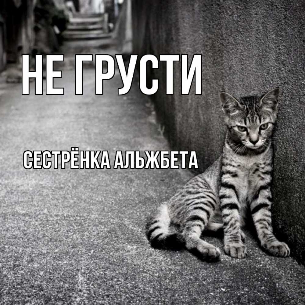 Открытка на каждый день с именем, Сестрёнка-Альжбета Не грусти скучающий котик Прикольная открытка с пожеланием онлайн скачать бесплатно 