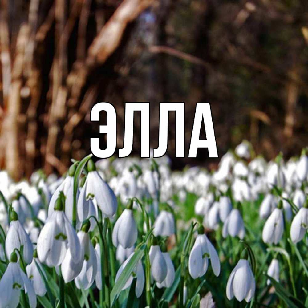 Открытка на каждый день с именем, Элла Главная с подснежниками 1 Прикольная открытка с пожеланием онлайн скачать бесплатно 