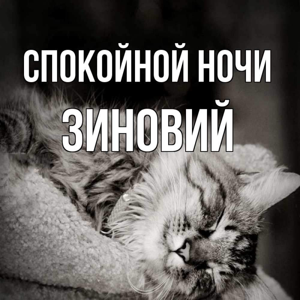 Открытка на каждый день с именем, Зиновий Спокойной ночи котярик пушистый Прикольная открытка с пожеланием онлайн скачать бесплатно 