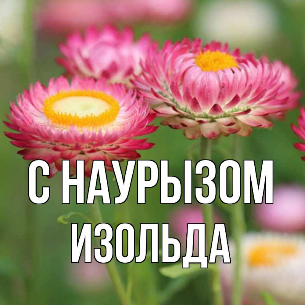 Открытка на каждый день с именем, Изольда С наурызом подарок на международный женский день Прикольная открытка с пожеланием онлайн скачать бесплатно 