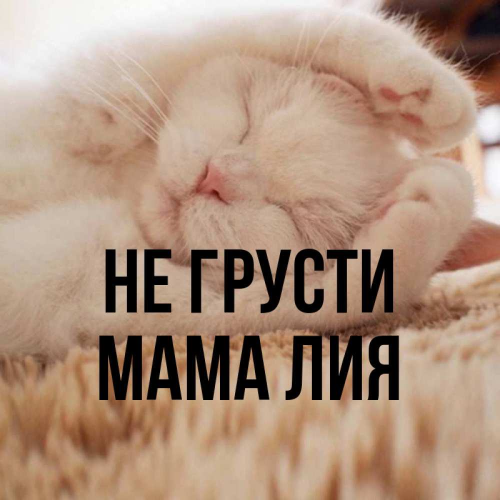 Открытка на каждый день с именем, Мама-Лия Не грусти Котенок спит Прикольная открытка с пожеланием онлайн скачать бесплатно 