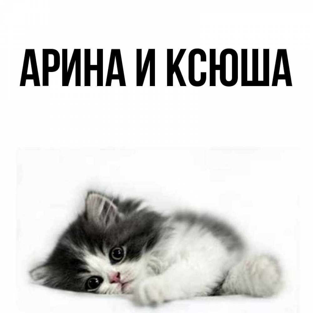 Открытка на каждый день с именем, Арина-и-Ксюша Главная черный и белый кот Прикольная открытка с пожеланием онлайн скачать бесплатно 