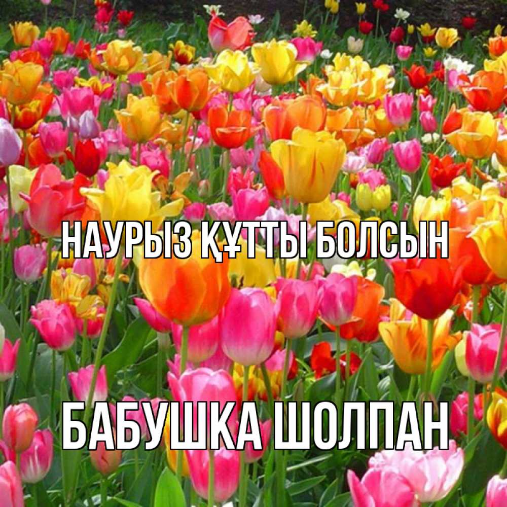 Открытка на каждый день с именем, Бабушка-Шолпан Наурыз құтты болсын на наурыз  ура ура Прикольная открытка с пожеланием онлайн скачать бесплатно 