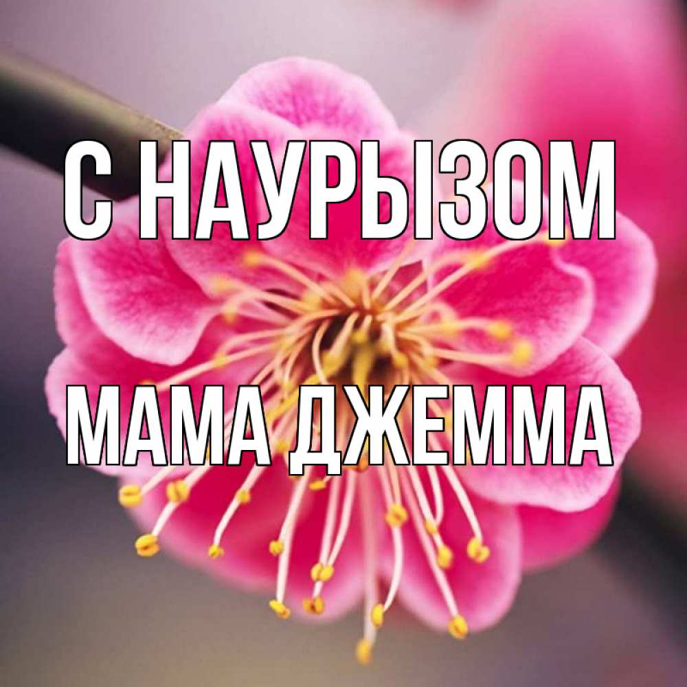Открытка на каждый день с именем, Мама-Джемма С наурызом цветы Прикольная открытка с пожеланием онлайн скачать бесплатно 