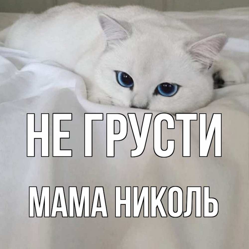 Открытка на каждый день с именем, Мама-Николь Не грусти белый кот с голубыми глазами на белоснежной кровати Прикольная открытка с пожеланием онлайн скачать бесплатно 