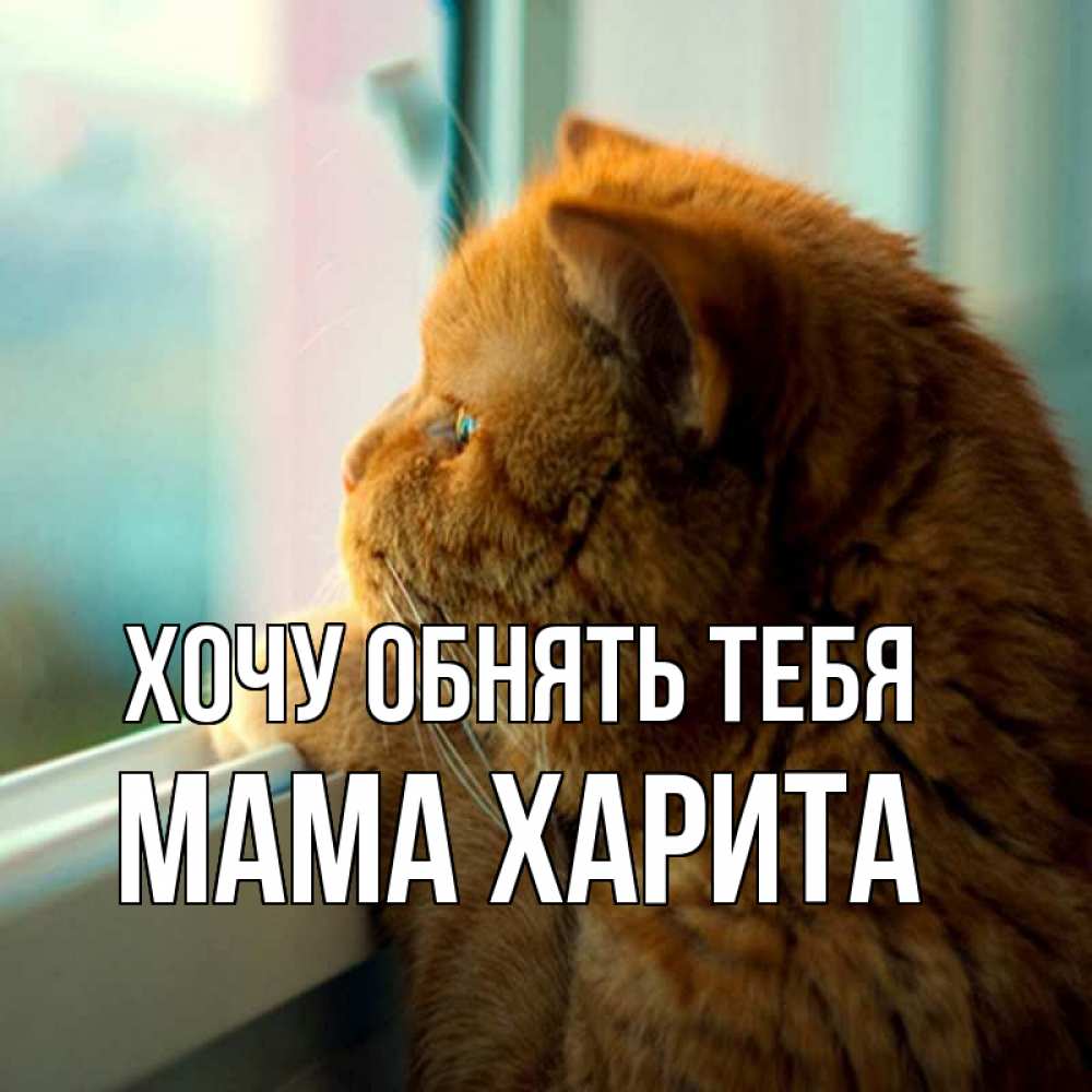 Открытка на каждый день с именем, Мама-Харита Хочу обнять тебя большой огромный рыжий котяра Прикольная открытка с пожеланием онлайн скачать бесплатно 