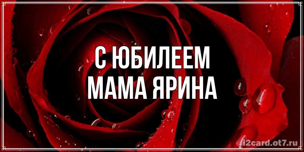 Открытка на каждый день с именем, Мама-Ярина С юбилеем крупная бордовая роза Прикольная открытка с пожеланием онлайн скачать бесплатно 