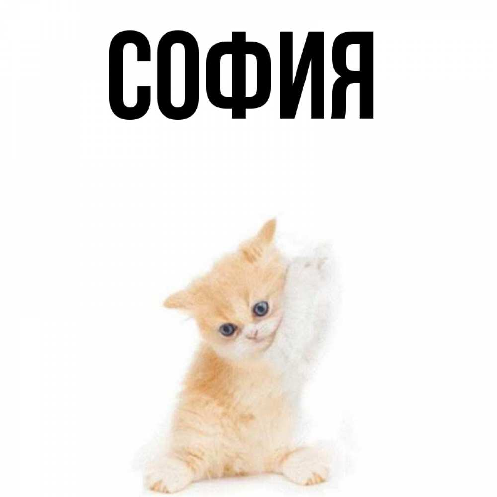 Открытка на каждый день с именем, София Главная просящий кот Прикольная открытка с пожеланием онлайн скачать бесплатно 