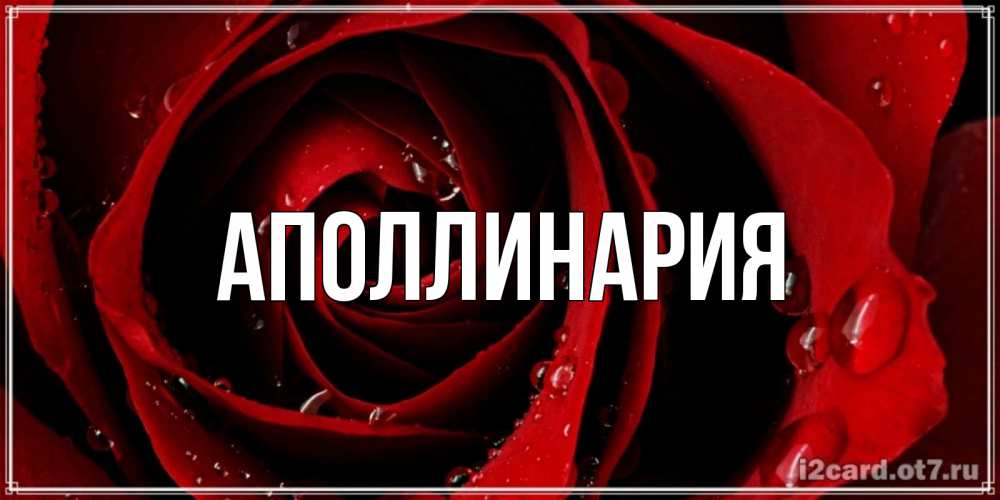 Открытка на каждый день с именем, Аполлинария Главная крупная бордовая роза Прикольная открытка с пожеланием онлайн скачать бесплатно 
