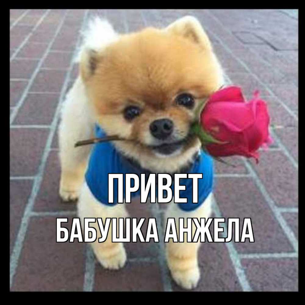 Открытка на каждый день с именем, Бабушка-Анжела Привет роза в зубах у собаки Прикольная открытка с пожеланием онлайн скачать бесплатно 