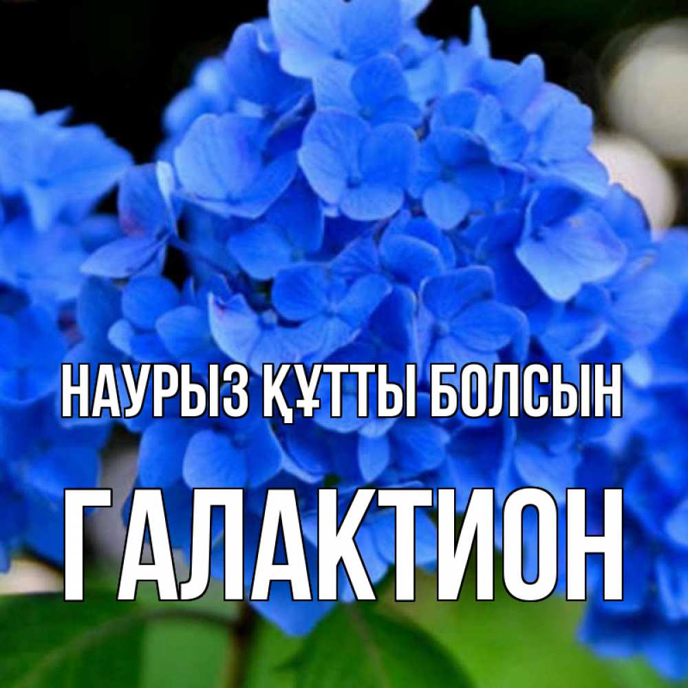 Открытка на каждый день с именем, Галактион Наурыз құтты болсын синие цветы Прикольная открытка с пожеланием онлайн скачать бесплатно 