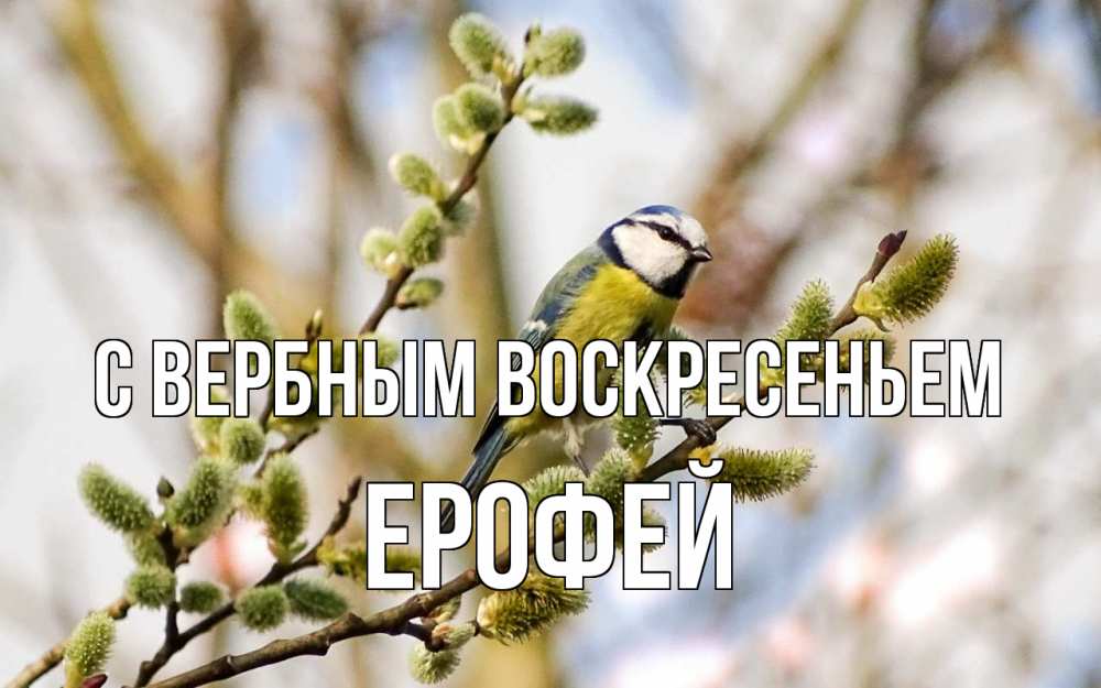 Открытка на каждый день с именем, Ерофей С вербным воскресеньем верба Прикольная открытка с пожеланием онлайн скачать бесплатно 