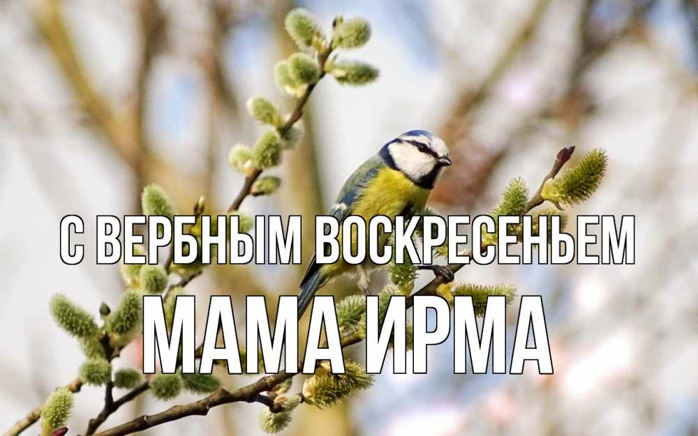 Открытка на каждый день с именем, Мама-Ирма С вербным воскресеньем верба Прикольная открытка с пожеланием онлайн скачать бесплатно 