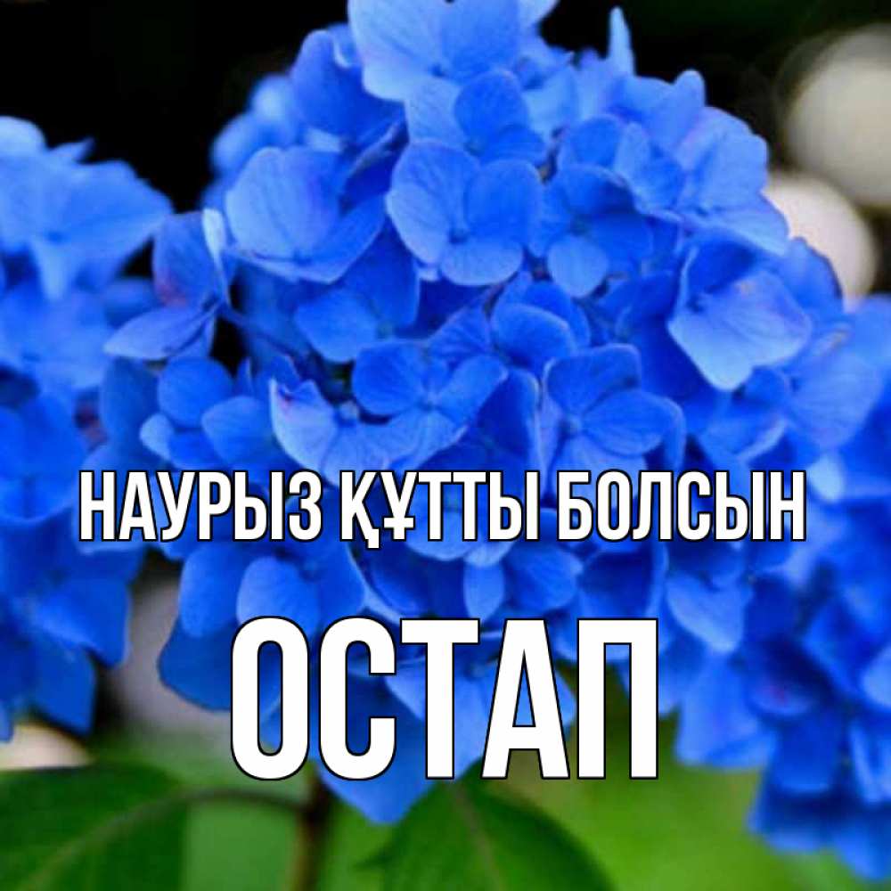 Открытка на каждый день с именем, Остап Наурыз құтты болсын синие цветы Прикольная открытка с пожеланием онлайн скачать бесплатно 