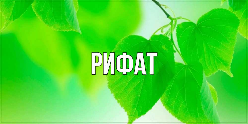 Открытка на каждый день с именем, Рифат Главная доброе утро с березовыми листьями Прикольная открытка с пожеланием онлайн скачать бесплатно 