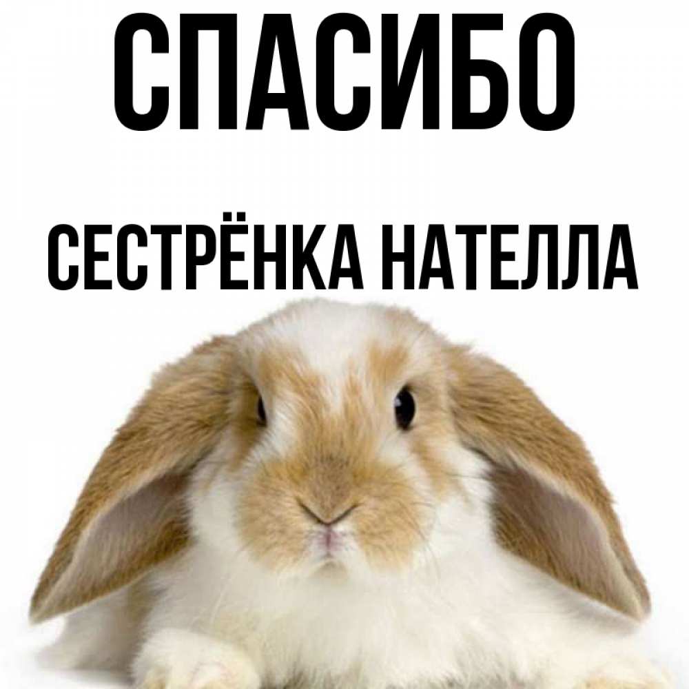 Открытка на каждый день с именем, Сестрёнка-Нателла Спасибо коричнево белый заяц Прикольная открытка с пожеланием онлайн скачать бесплатно 