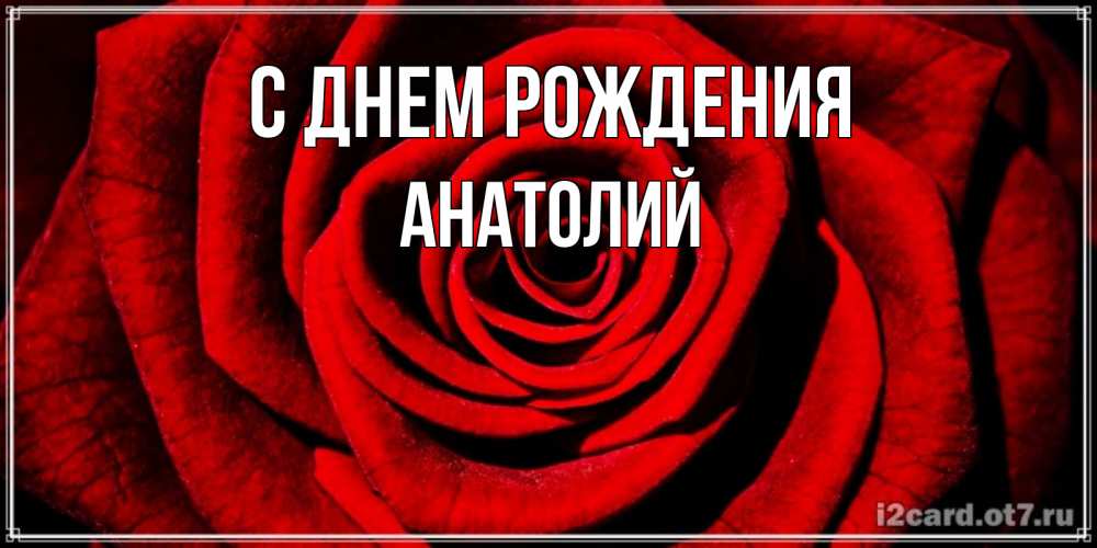 Открытка на каждый день с именем, Анатолий С днем рождения алая роза Прикольная открытка с пожеланием онлайн скачать бесплатно 