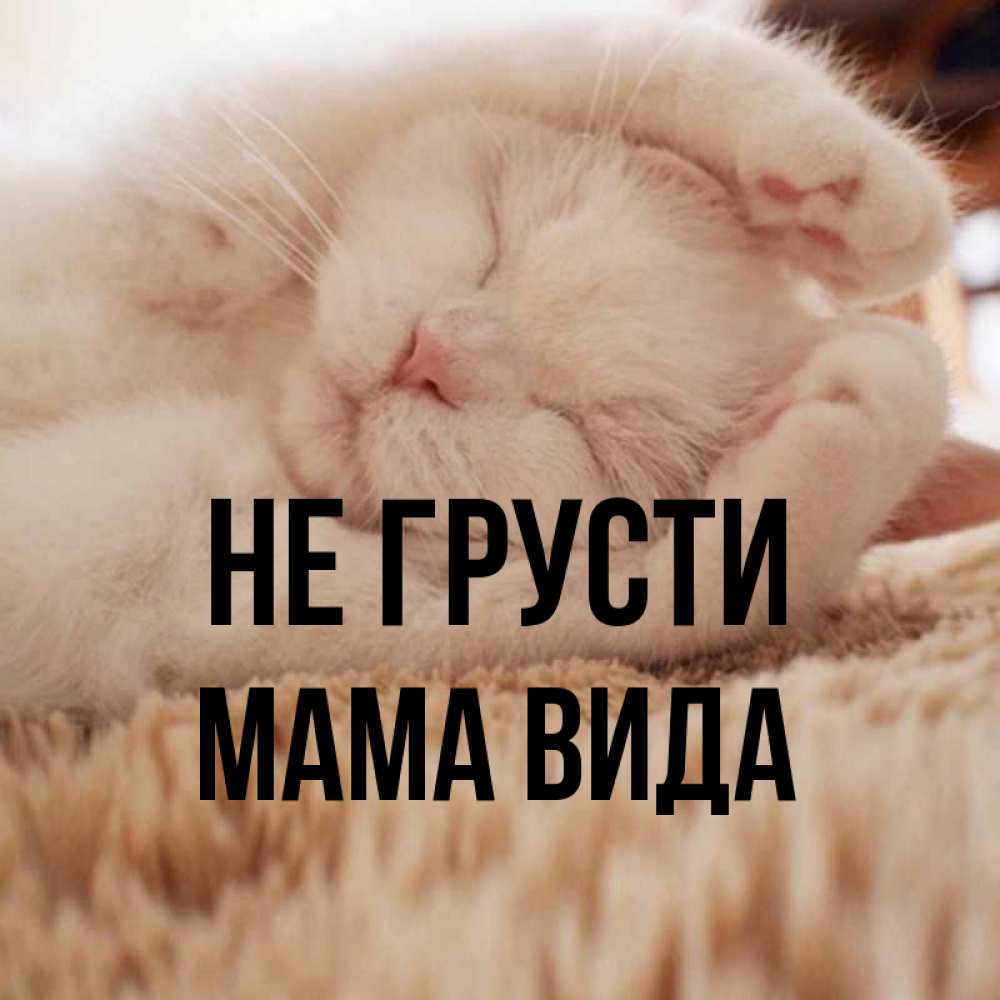 Открытка на каждый день с именем, Мама-Вида Не грусти Котенок спит Прикольная открытка с пожеланием онлайн скачать бесплатно 