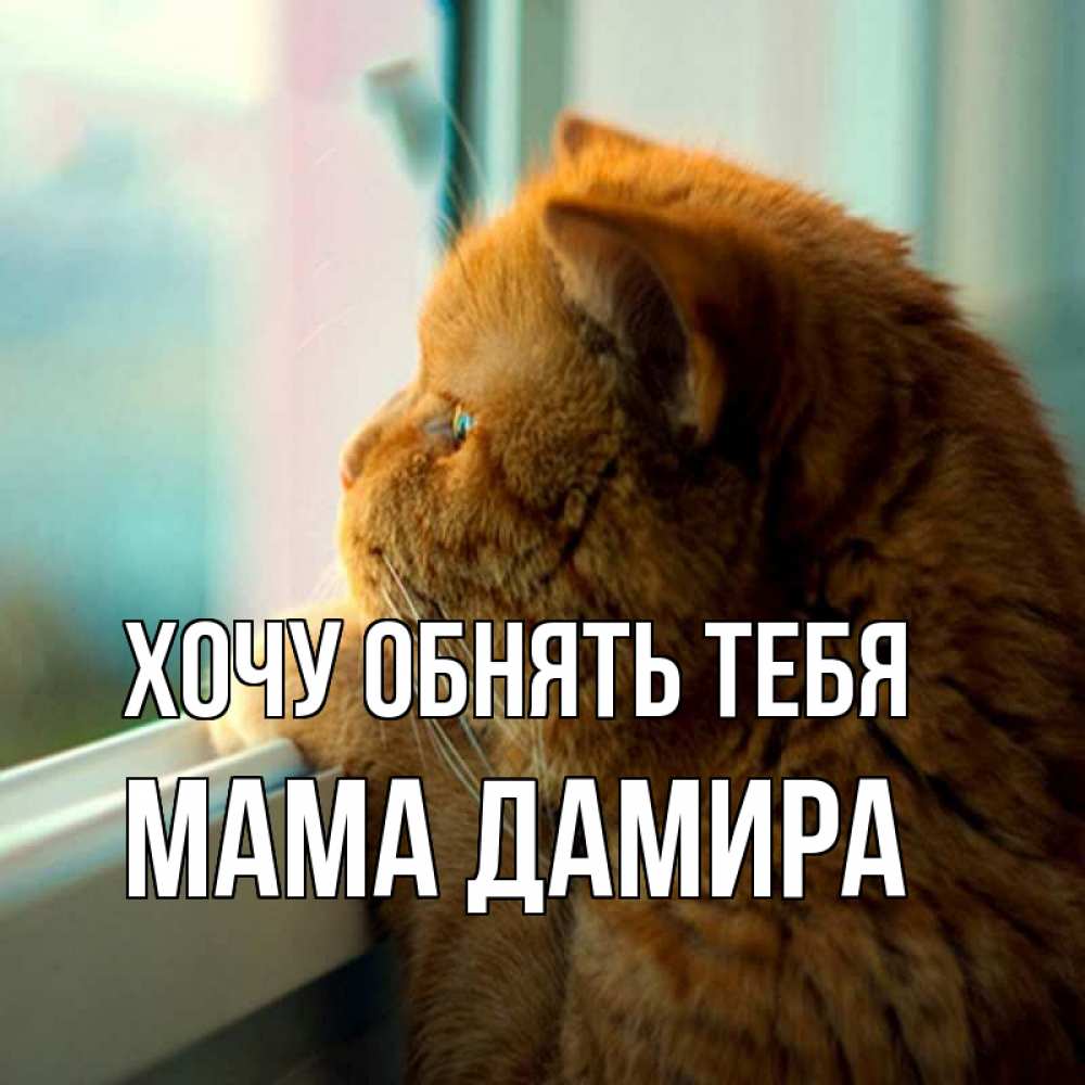 Открытка на каждый день с именем, Мама-Дамира Хочу обнять тебя большой огромный рыжий котяра Прикольная открытка с пожеланием онлайн скачать бесплатно 