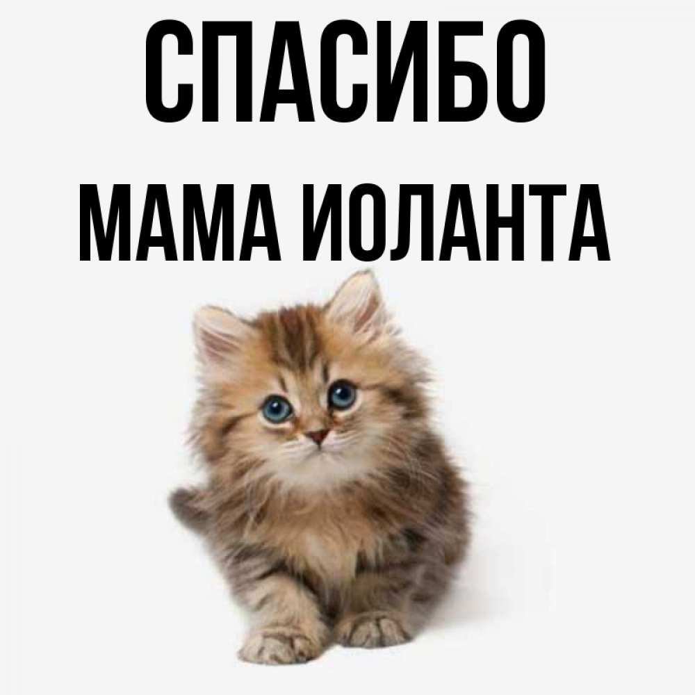 Открытка на каждый день с именем, Мама-Иоланта Спасибо пушистый котик Прикольная открытка с пожеланием онлайн скачать бесплатно 