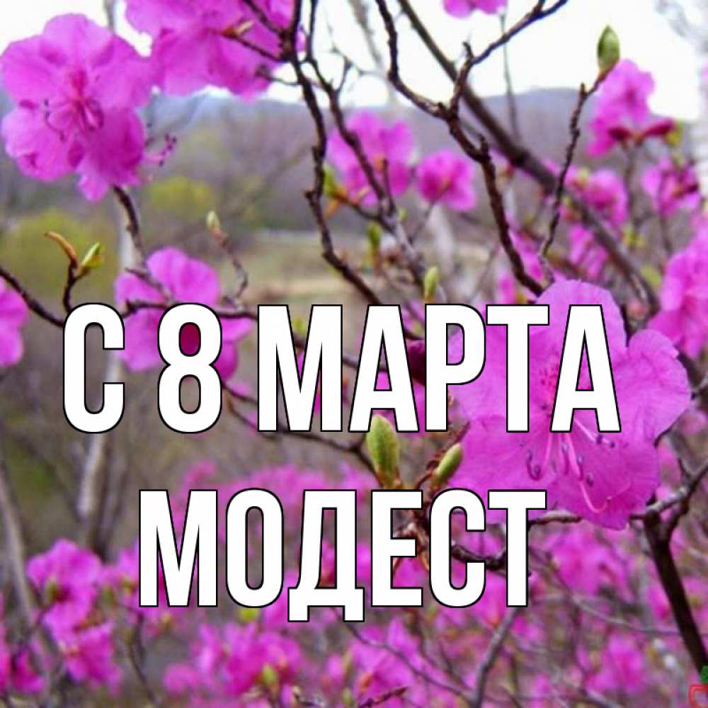 Открытка на каждый день с именем, Модест С 8 МАРТА международный женский день Прикольная открытка с пожеланием онлайн скачать бесплатно 