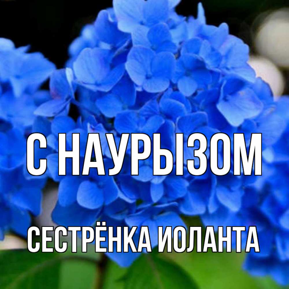 Открытка на каждый день с именем, Сестрёнка-Иоланта С наурызом синие цветы Прикольная открытка с пожеланием онлайн скачать бесплатно 