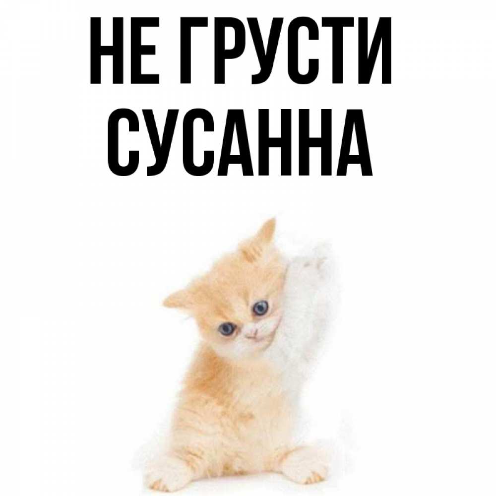 Открытка на каждый день с именем, Сусанна Не грусти просящий кот Прикольная открытка с пожеланием онлайн скачать бесплатно 