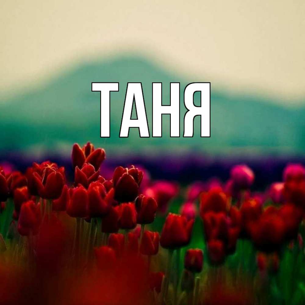 Открытка на каждый день с именем, Таня Главная тюльпаны 4 Прикольная открытка с пожеланием онлайн скачать бесплатно 