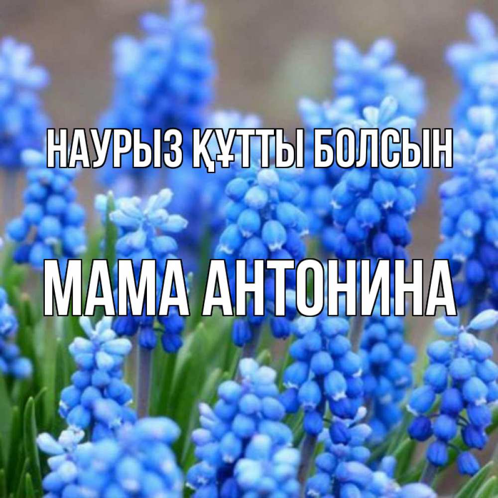 Открытка на каждый день с именем, Мама-Антонина Наурыз құтты болсын Поздравительная открытка для женщин с цветами на праздничную дату Прикольная открытка с пожеланием онлайн скачать бесплатно 