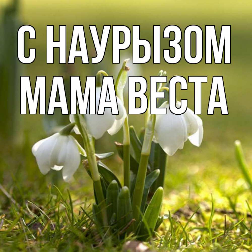 Открытка на каждый день с именем, Мама-Веста С наурызом ранние цветы 2 Прикольная открытка с пожеланием онлайн скачать бесплатно 