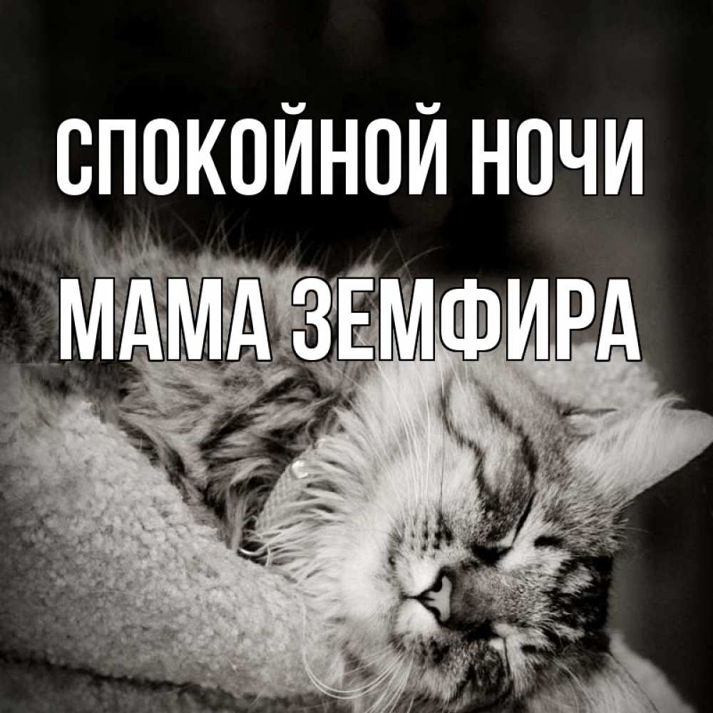 Открытка на каждый день с именем, Мама-Земфира Спокойной ночи котярик пушистый Прикольная открытка с пожеланием онлайн скачать бесплатно 