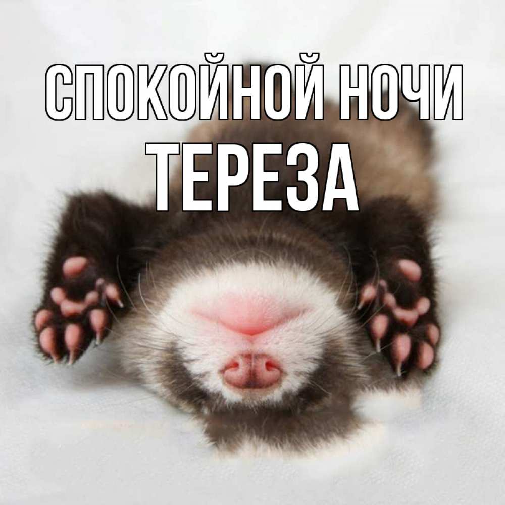 Открытка на каждый день с именем, Тереза Спокойной ночи зверек Прикольная открытка с пожеланием онлайн скачать бесплатно 