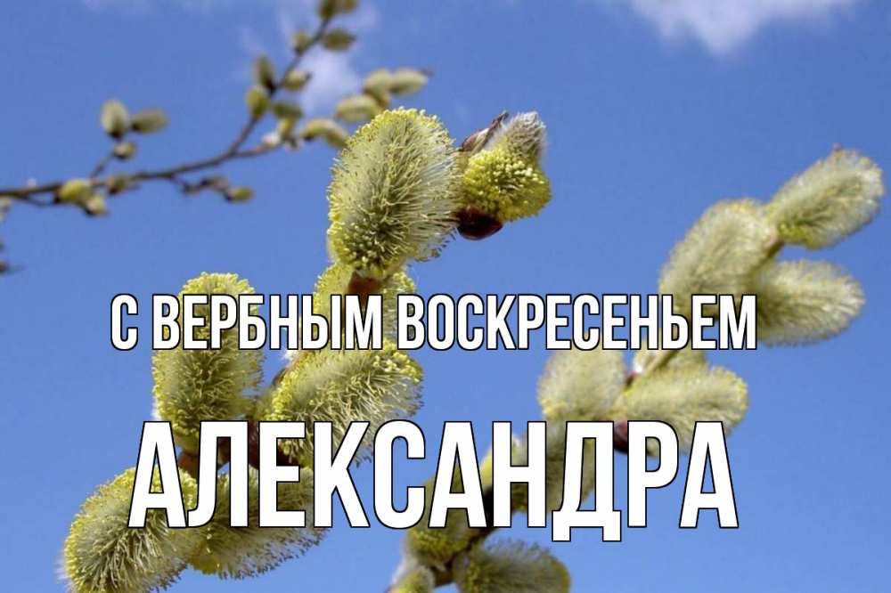Открытка на каждый день с именем, Александра С вербным воскресеньем верба Прикольная открытка с пожеланием онлайн скачать бесплатно 