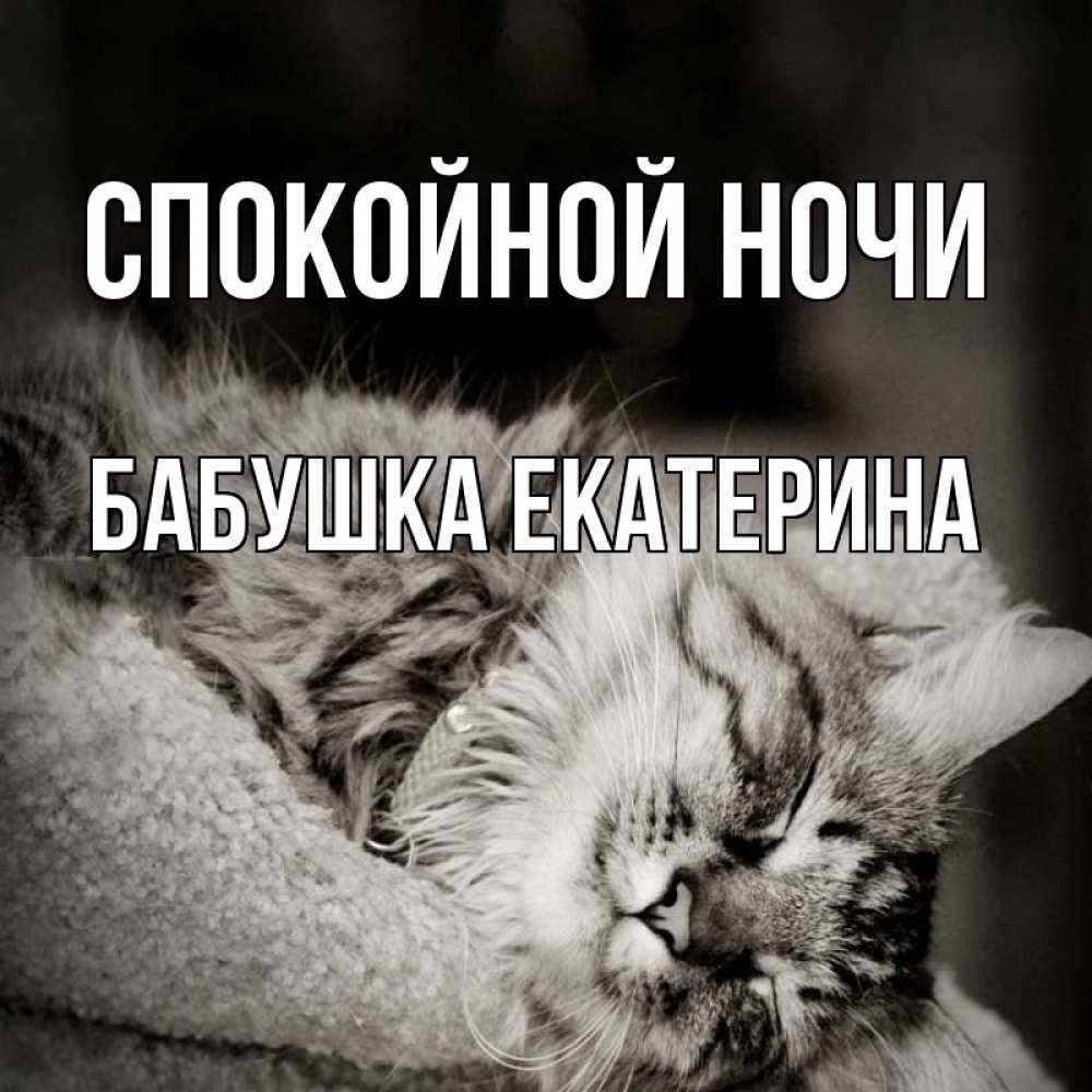 Открытка на каждый день с именем, Бабушка-Екатерина Спокойной ночи котярик пушистый Прикольная открытка с пожеланием онлайн скачать бесплатно 