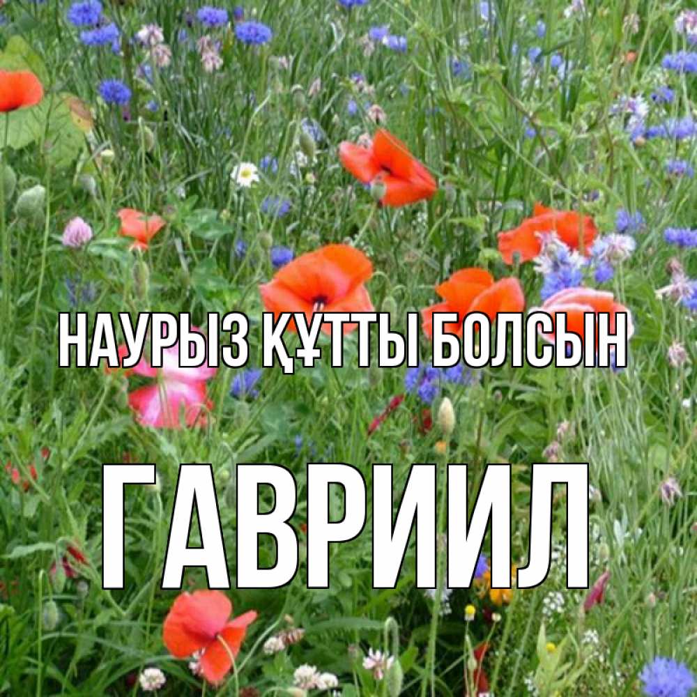 Открытка на каждый день с именем, Гавриил Наурыз құтты болсын наурыз  4 Прикольная открытка с пожеланием онлайн скачать бесплатно 