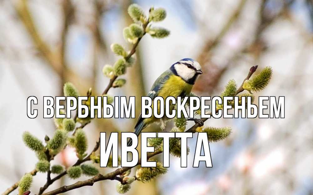 Открытка на каждый день с именем, Иветта С вербным воскресеньем верба Прикольная открытка с пожеланием онлайн скачать бесплатно 