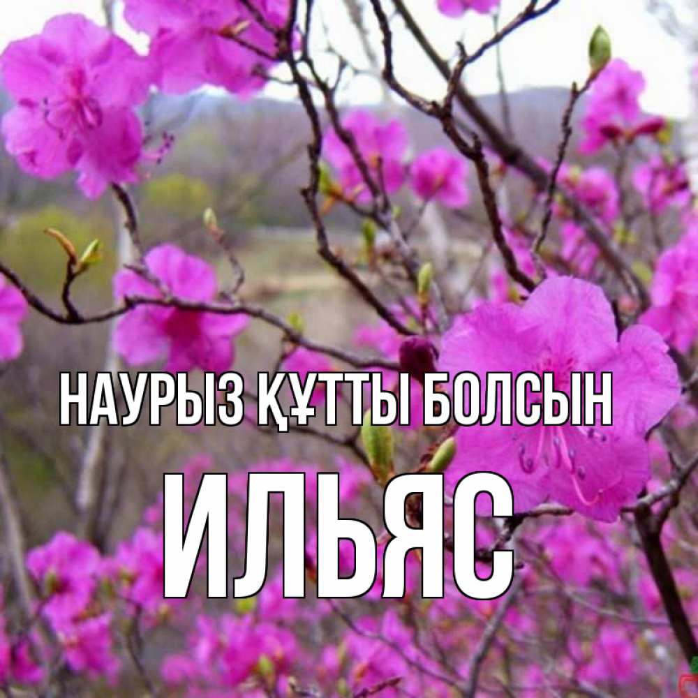 Открытка на каждый день с именем, Ильяс Наурыз құтты болсын наурыз мейрамы кутты болсын Прикольная открытка с пожеланием онлайн скачать бесплатно 