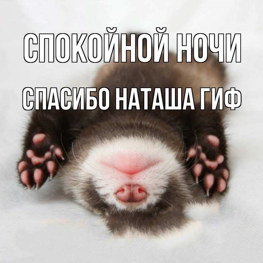 Открытка на каждый день с именем, СПАСИБО-НАТАША-ГИФ Спокойной ночи зверек Прикольная открытка с пожеланием онлайн скачать бесплатно 