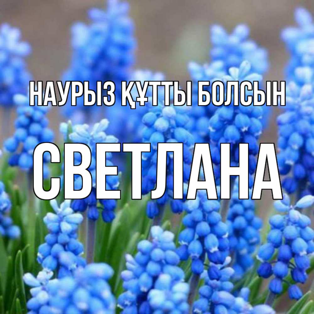 Открытка на каждый день с именем, Светлана Наурыз құтты болсын Поздравительная открытка для женщин с цветами на праздничную дату Прикольная открытка с пожеланием онлайн скачать бесплатно 