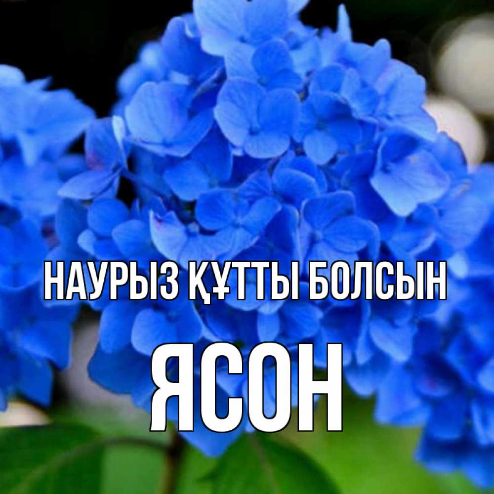 Открытка на каждый день с именем, Ясон Наурыз құтты болсын синие цветы Прикольная открытка с пожеланием онлайн скачать бесплатно 
