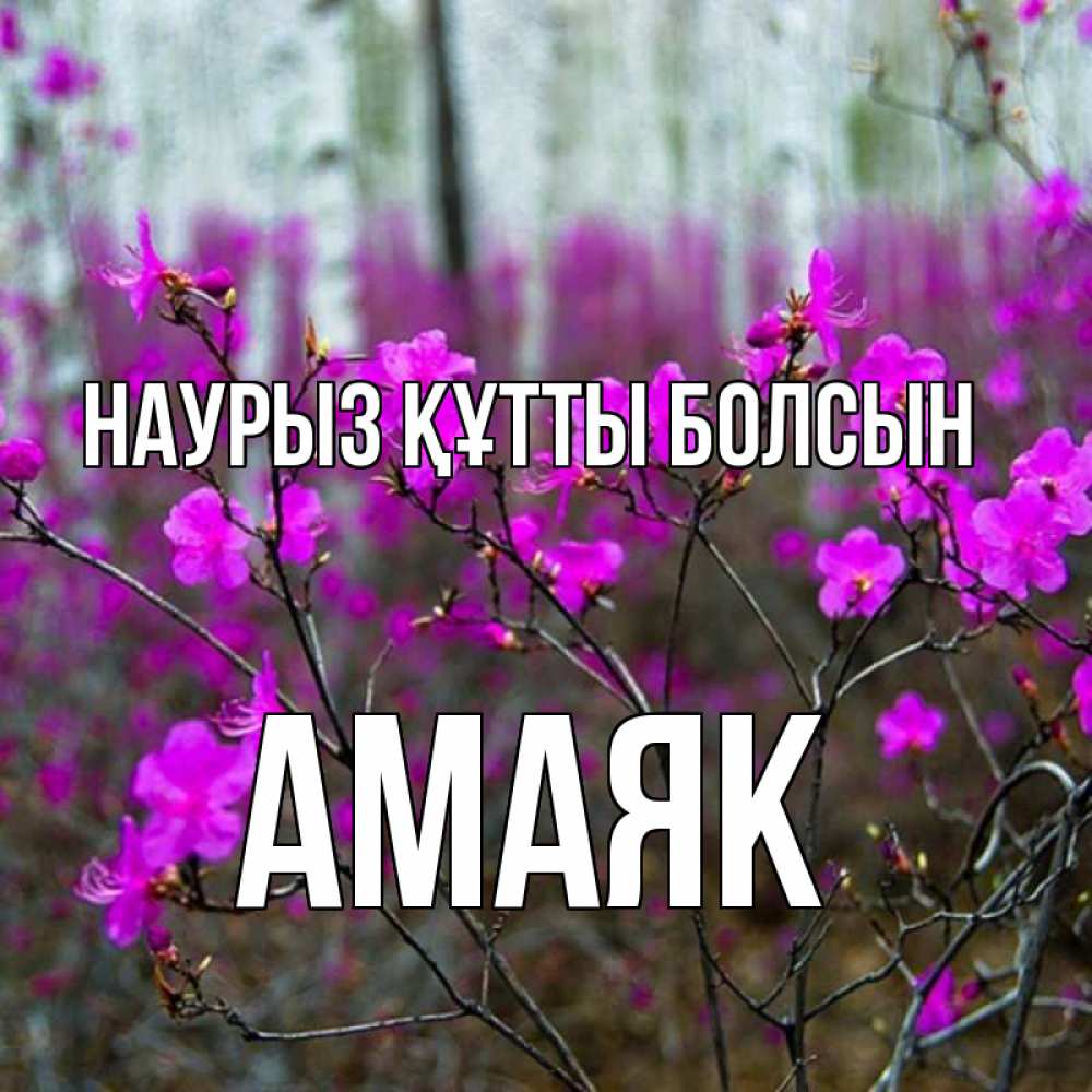 Открытка на каждый день с именем, Амаяк Наурыз құтты болсын дикие цветы Прикольная открытка с пожеланием онлайн скачать бесплатно 