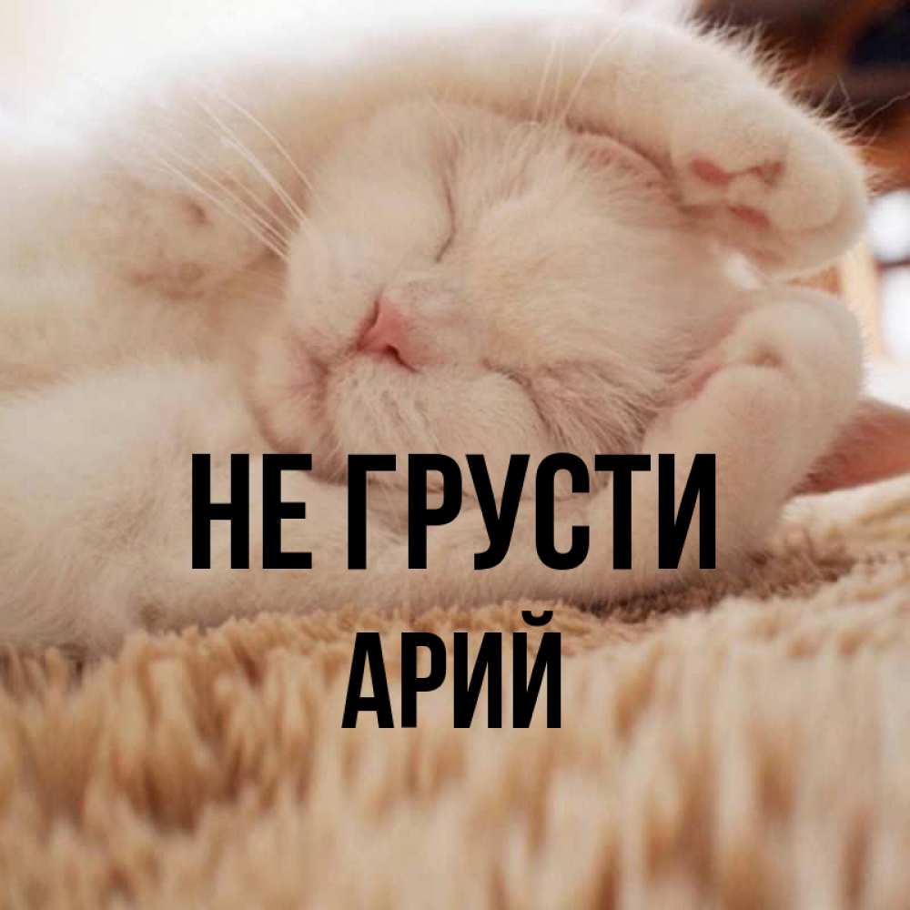 Открытка на каждый день с именем, Арий Не грусти Котенок спит Прикольная открытка с пожеланием онлайн скачать бесплатно 