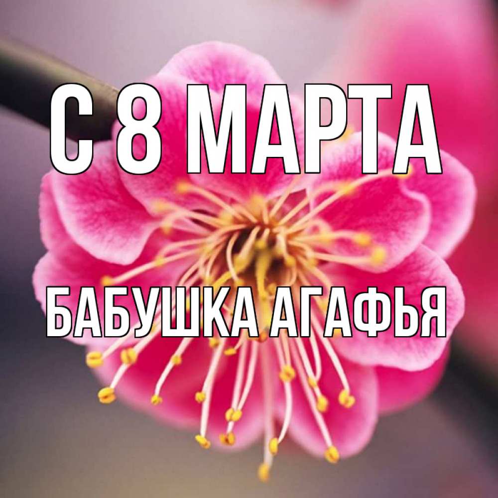 Открытка на каждый день с именем, Бабушка-Агафья С 8 МАРТА цветы Прикольная открытка с пожеланием онлайн скачать бесплатно 