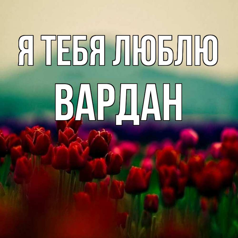 Открытка на каждый день с именем, Вардан Я тебя люблю тюльпаны 4 Прикольная открытка с пожеланием онлайн скачать бесплатно 