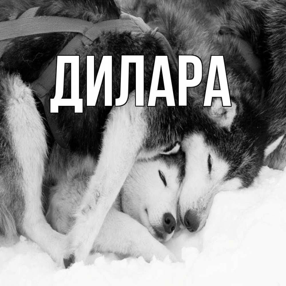 Открытка на каждый день с именем, Дилара Главная собачки в упряжке Прикольная открытка с пожеланием онлайн скачать бесплатно 